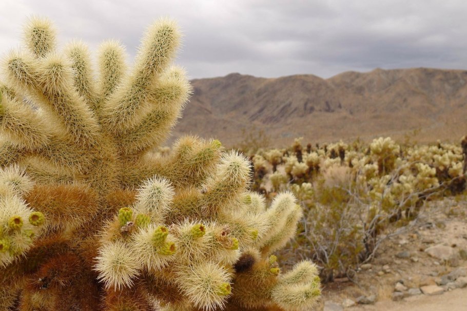 Кактус Чойя