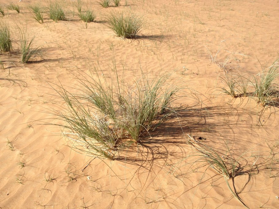 Джузгун растение пустыни