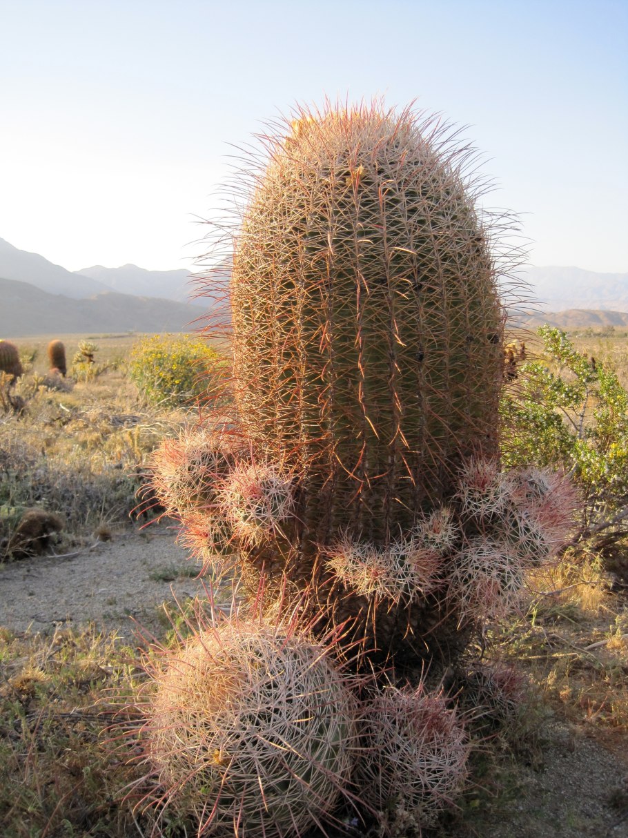 Ксерофиты Африки