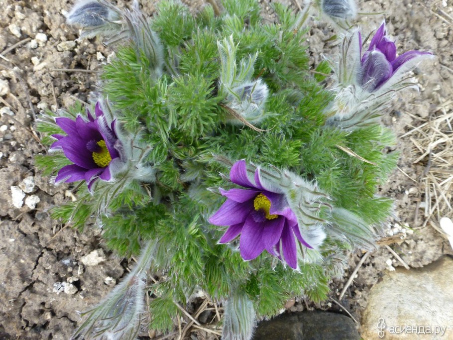 Прострел сон-трава*, смесь