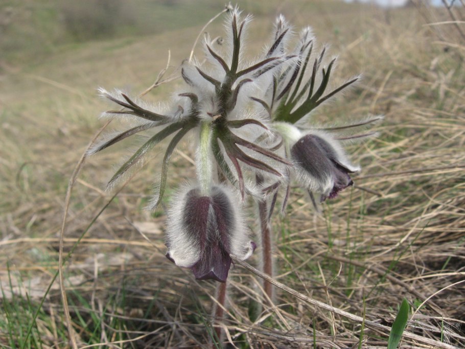 Прострел Луговой