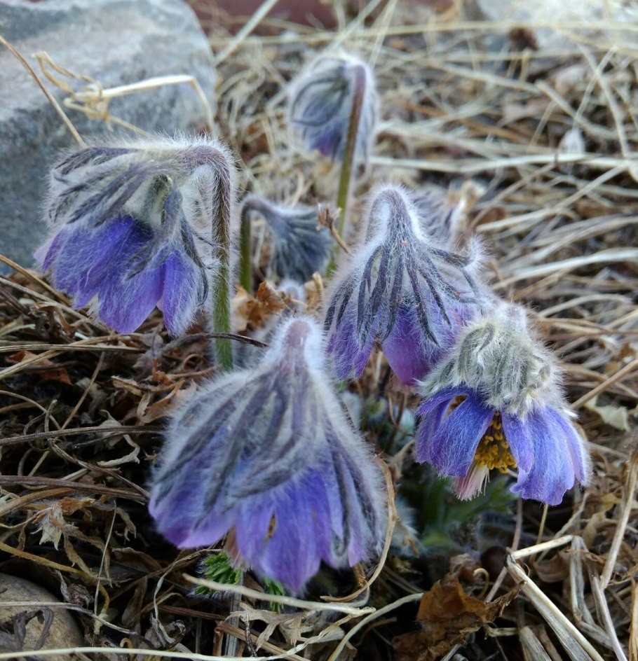 Прострел обыкновенный Perlen Glocke