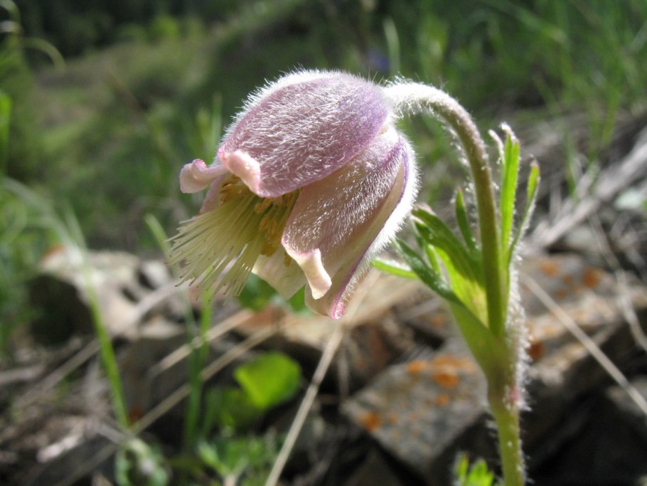 Прострел Татеваки Pulsatilla tatewakii Kudo