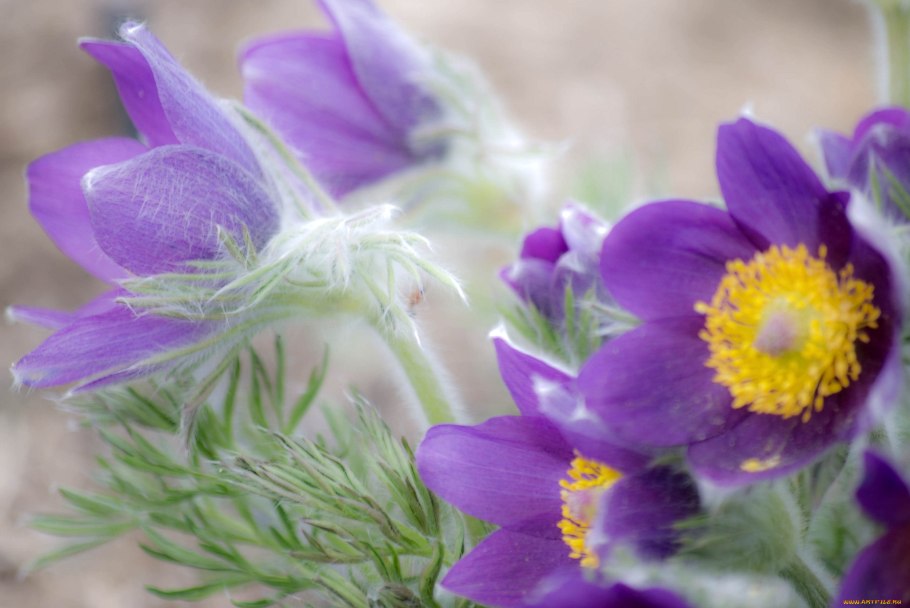 Прострел Альба