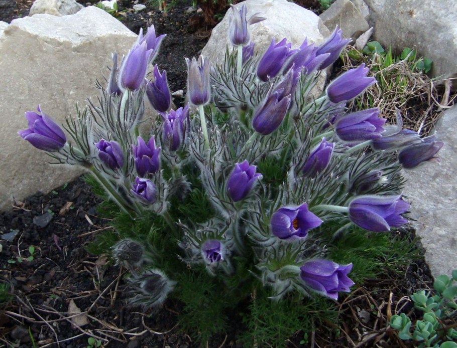 Прострел Амбиква