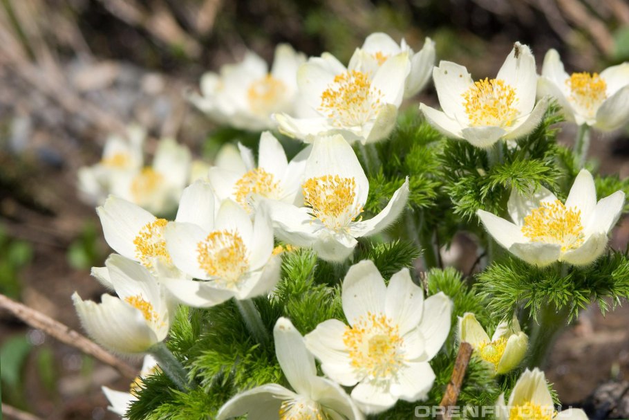 Прострел сон-трава*, смесь