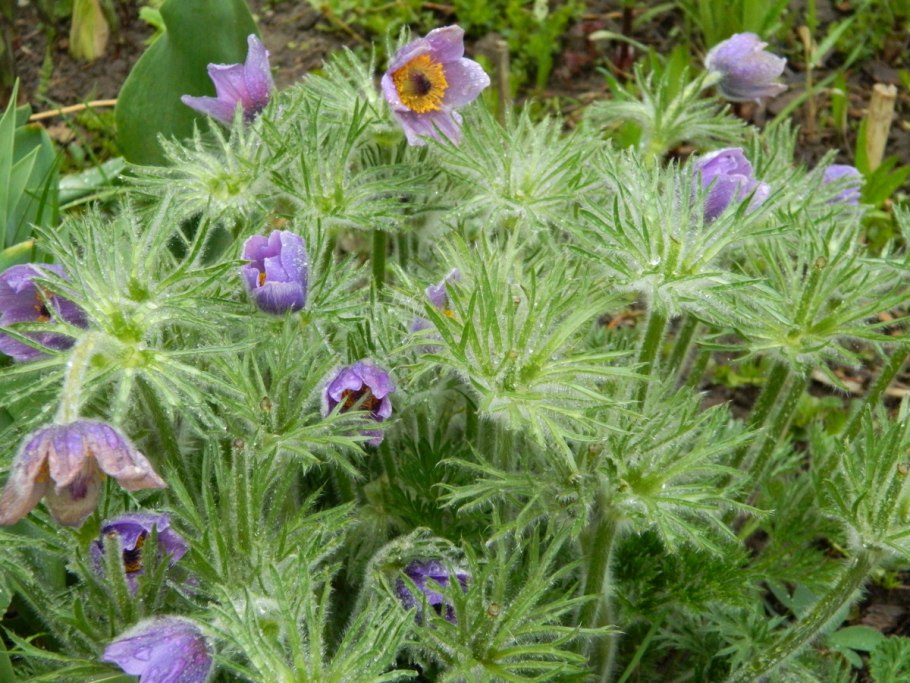Pulsatilla Albana прострел албанский
