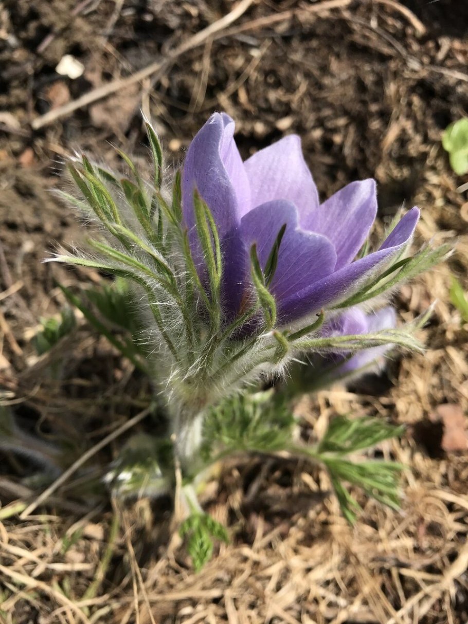 Pulsatilla tatewakii