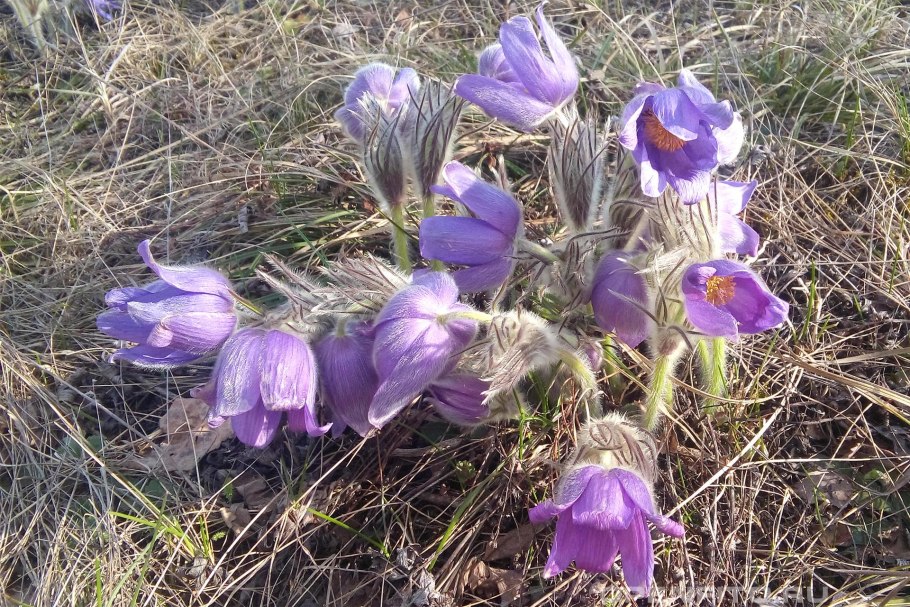 Прострел Тарао лат Pulsatilla taraoi