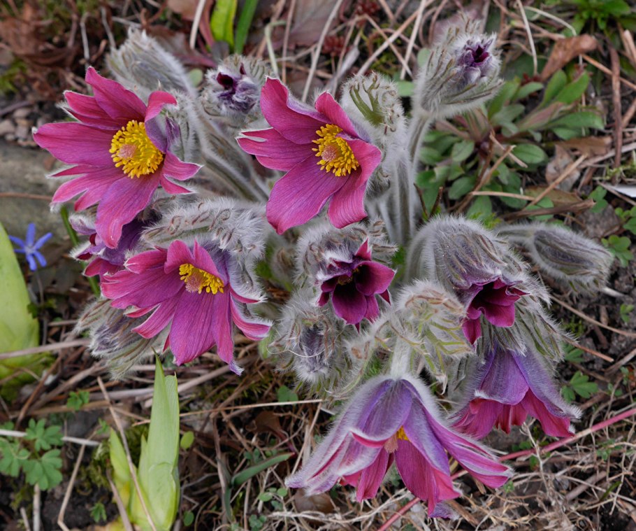 Прострел обыкновенный (Pulsatilla vulgaris)