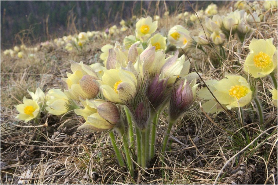 Прострел (Pulsatilla)