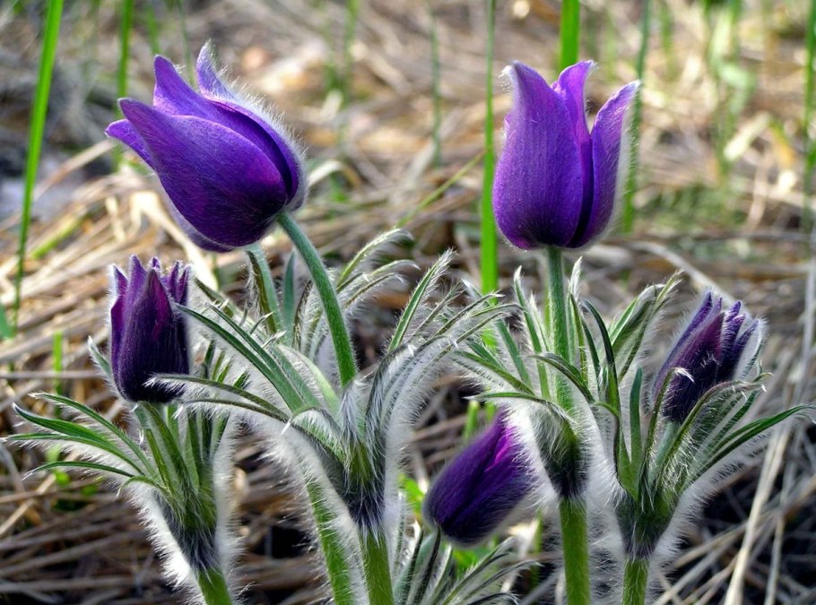 Прострел - сон трава