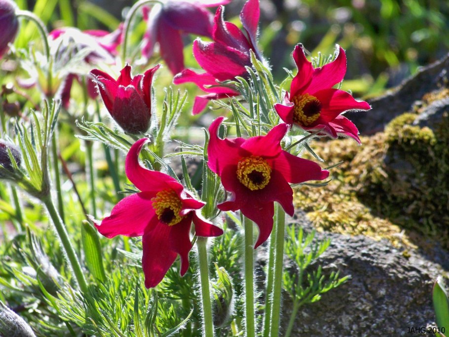 Pulsatilla multifida прострел многонадрезный