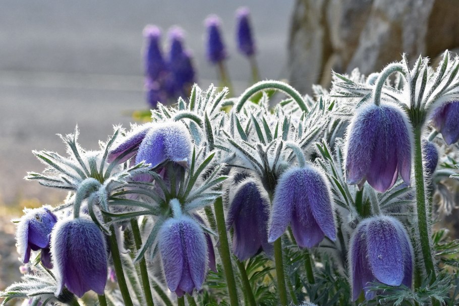 Прострел золотистый Pulsatilla Aurea
