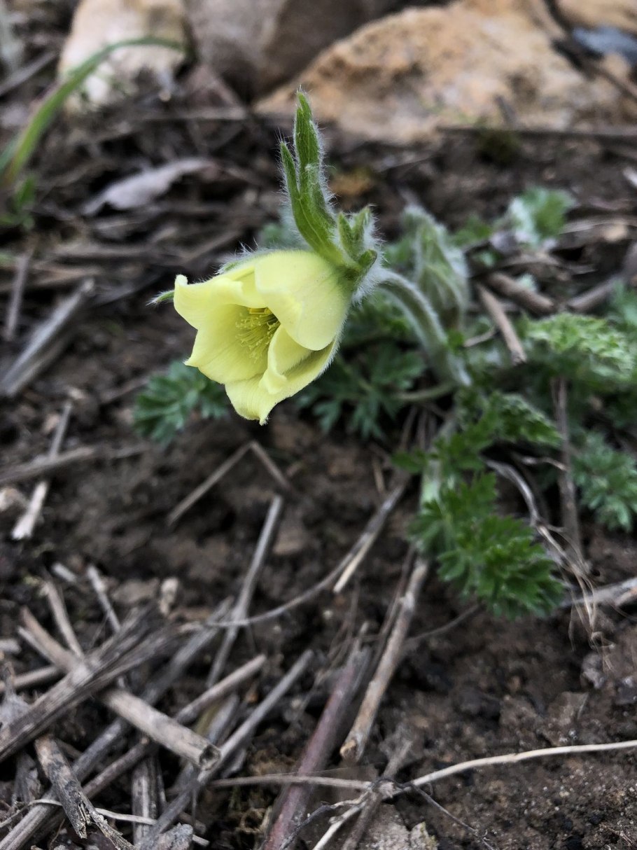 Прострел Верналис альпестрис