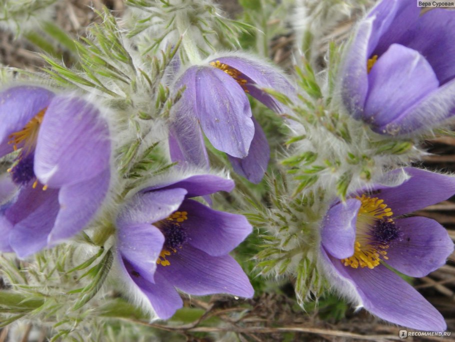 Прострел Даурский