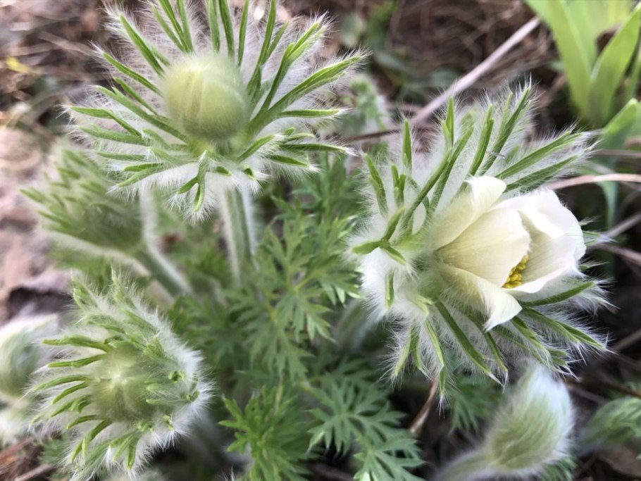 Прострел Альпийский (Pulsatilla Alpina)