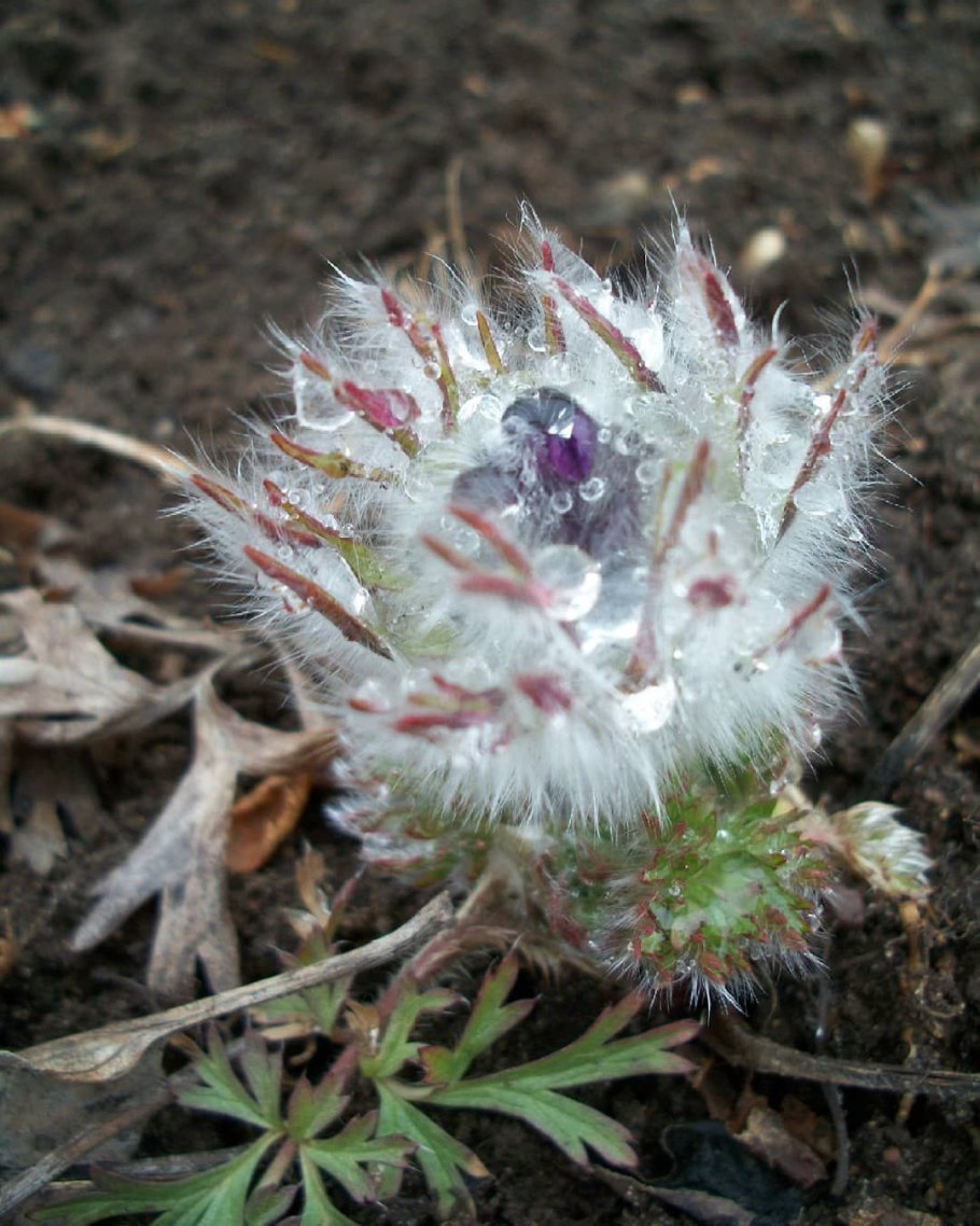 Anemone Pulsatilla цветок