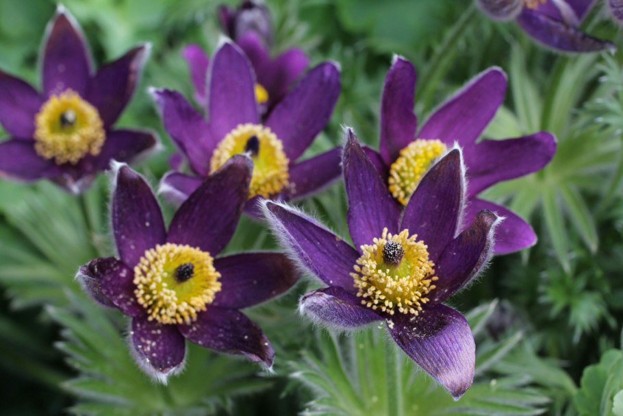 Pulsatilla tatewakii