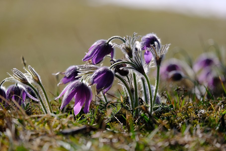 Семена прострела Татеваки