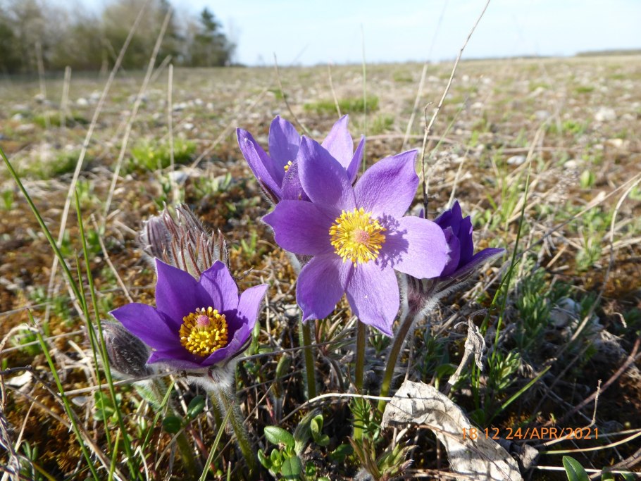 Прострел широкоцветный