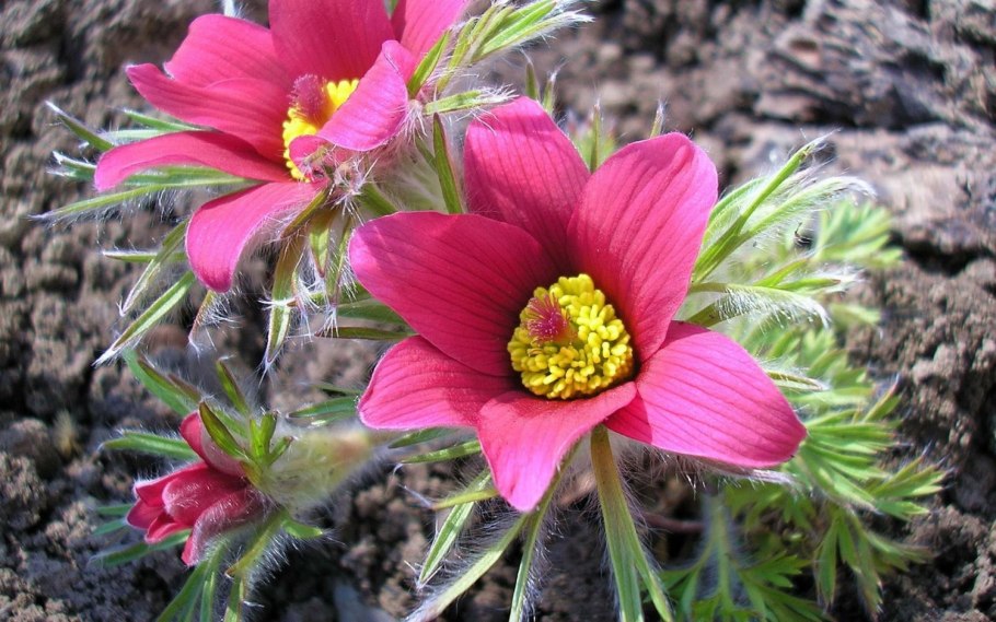 Прострел Тарао