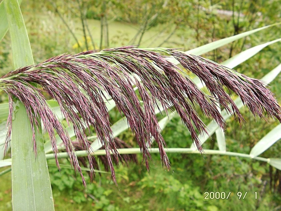 Фото жёлтый против зеленого и молния