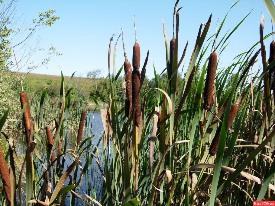 Calamagrostis Карл Foerster