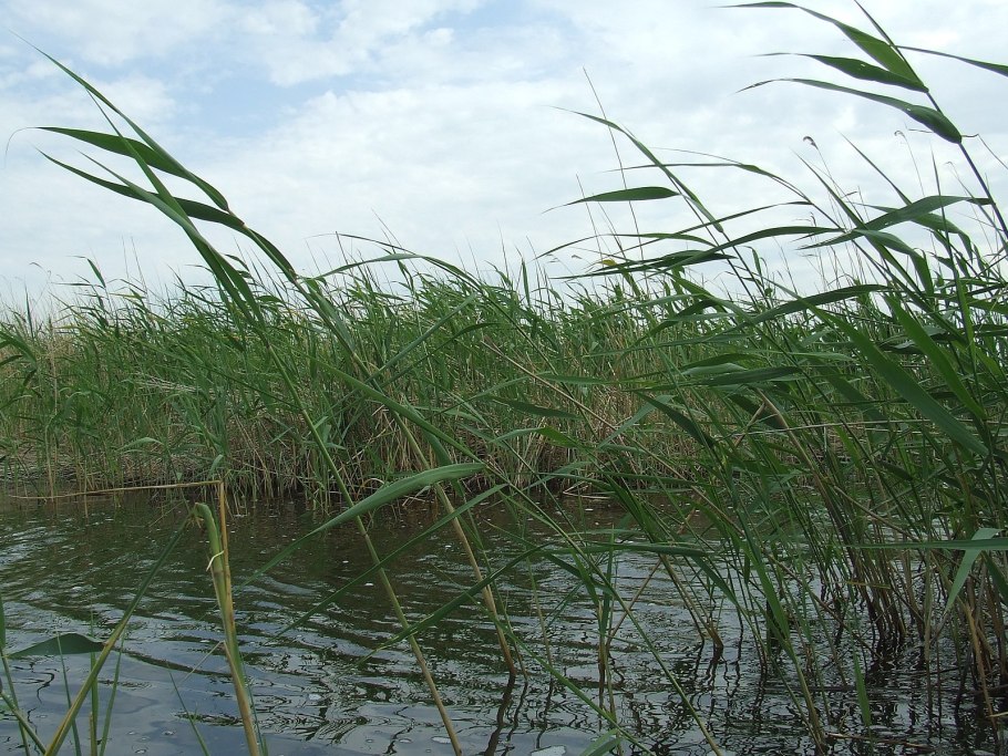 Корень тростника обыкновенного