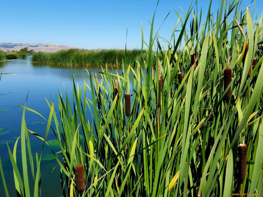 Miscanthus giganteus