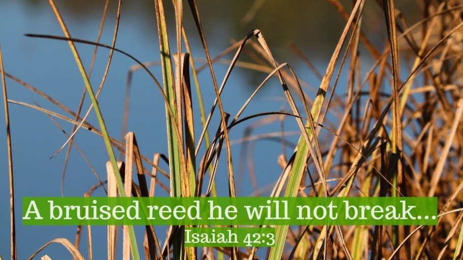 Чем отличается камыш от Рогоза фото