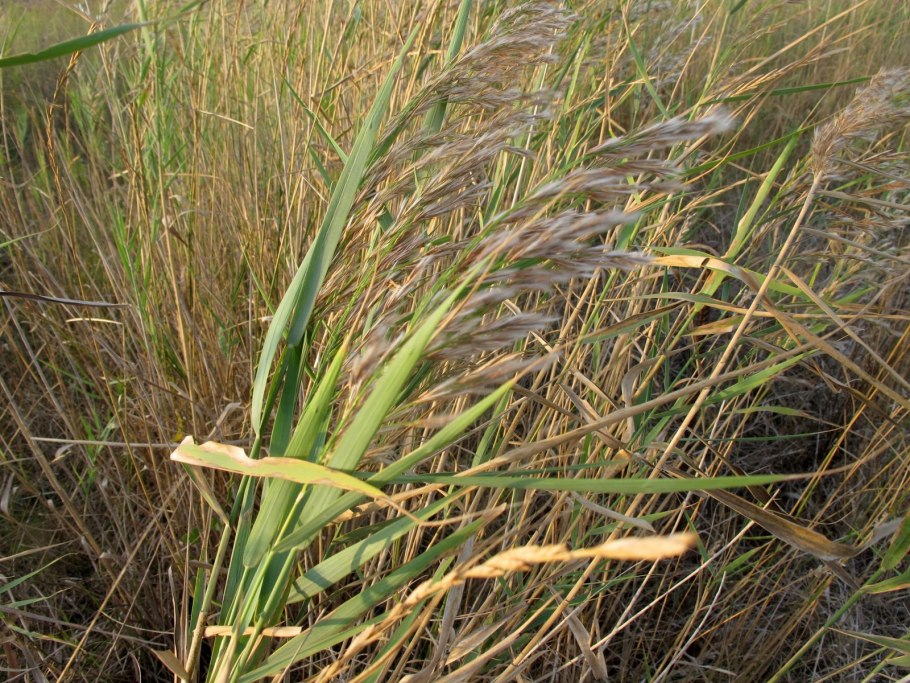 Картинка - одинокая тростинка в траве