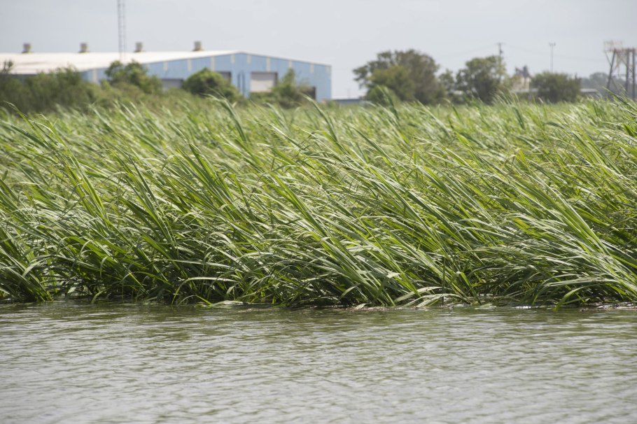 Тростник обыкновенный зимой