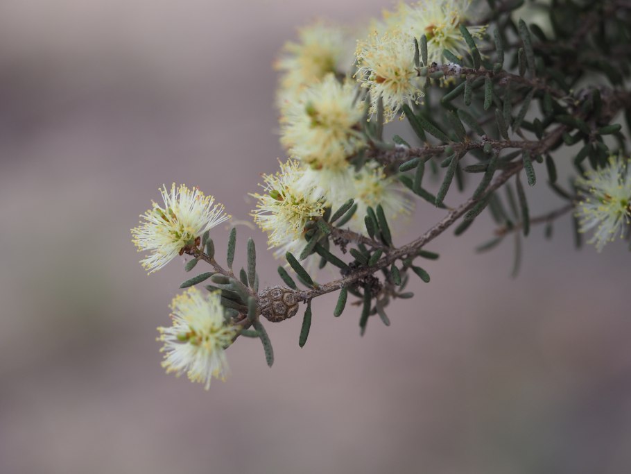Melaleuca Flowers White