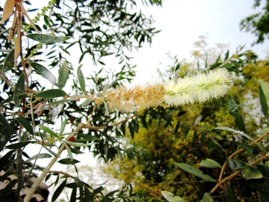 Мелалеука линарифолия Melaleuca linariifolia
