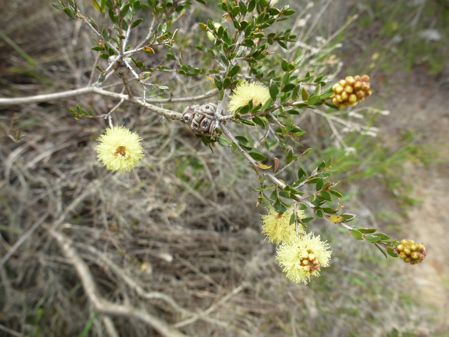 Мелалеука диосмолистная