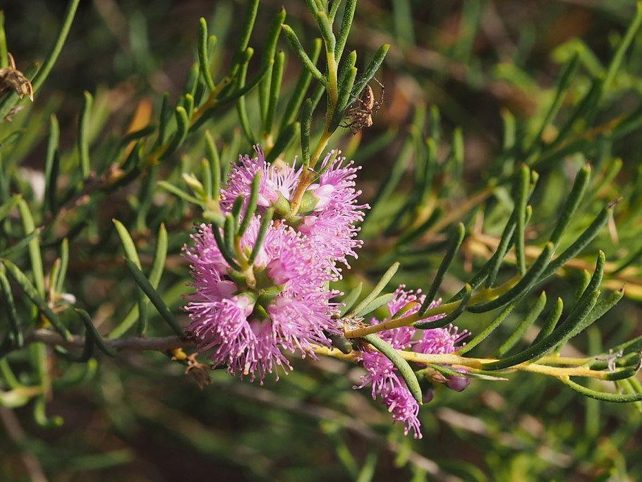 Кунцея ambigua