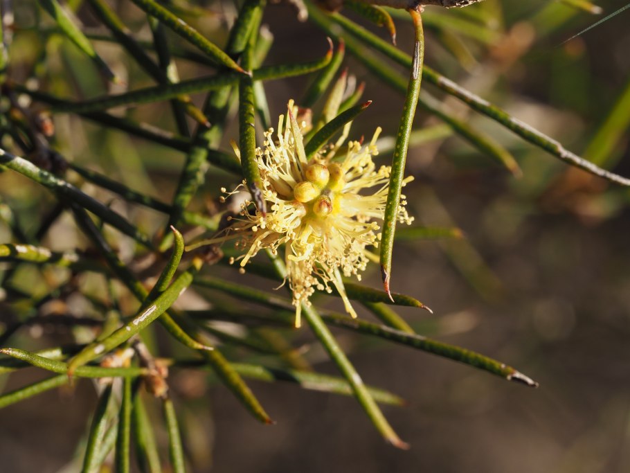 Мелалеука несофила