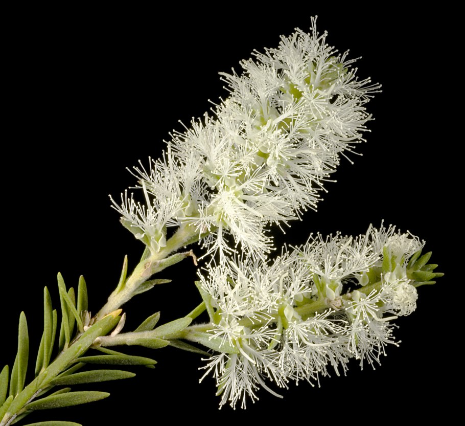Чайное дерево/Каяпут (Melaleuca Leucadendron/Melaleuca alternifolia)