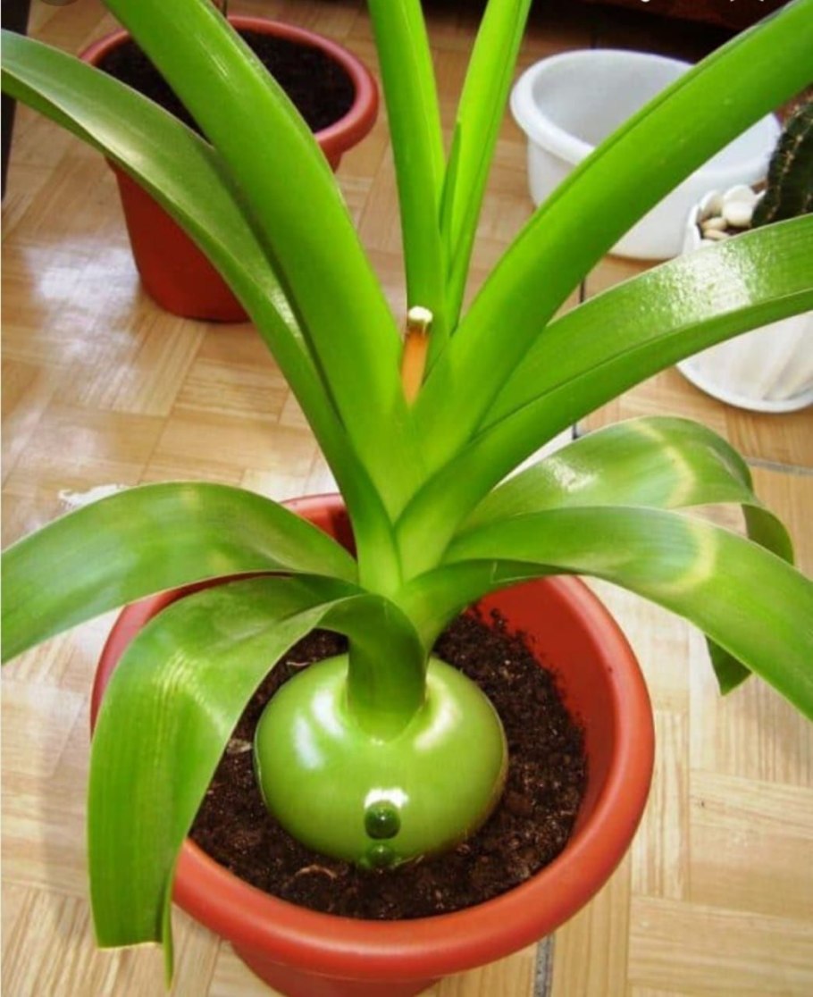 Индийский лук птицемлечник