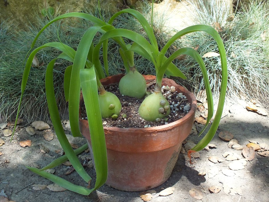 Индийский лук птицемлечник