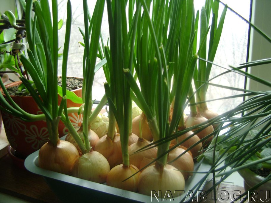 Нарциссы в гидрогеле