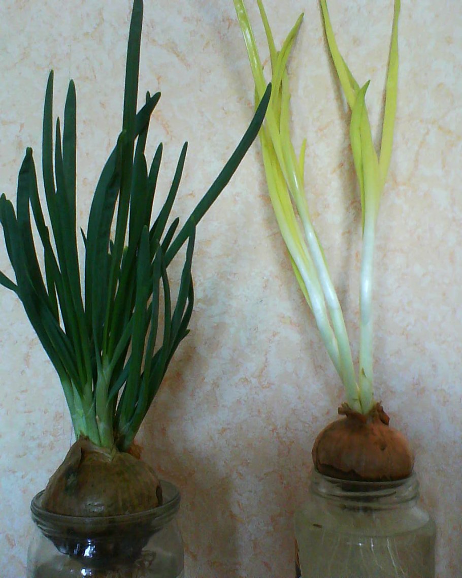 Комнатные цветы Кливия