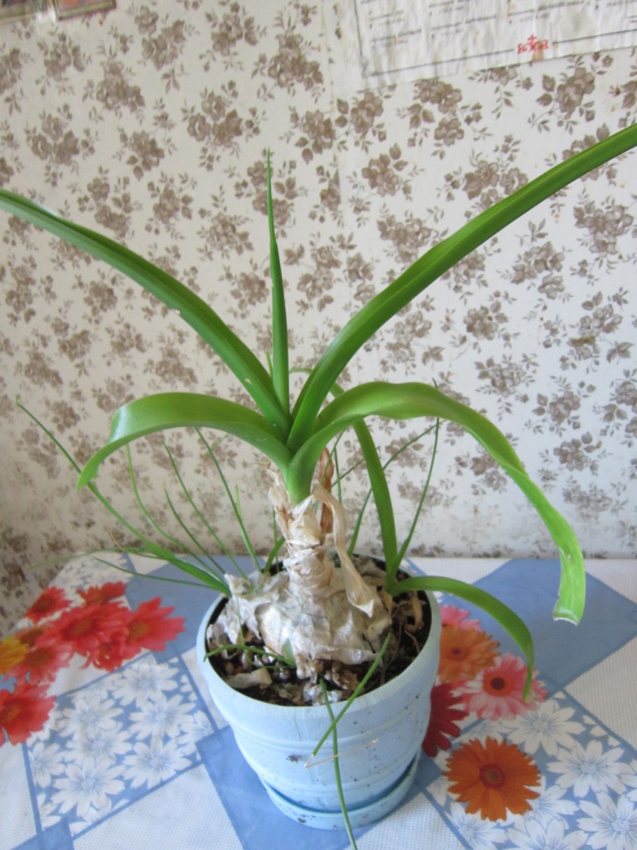 Пинтекурин луковичные