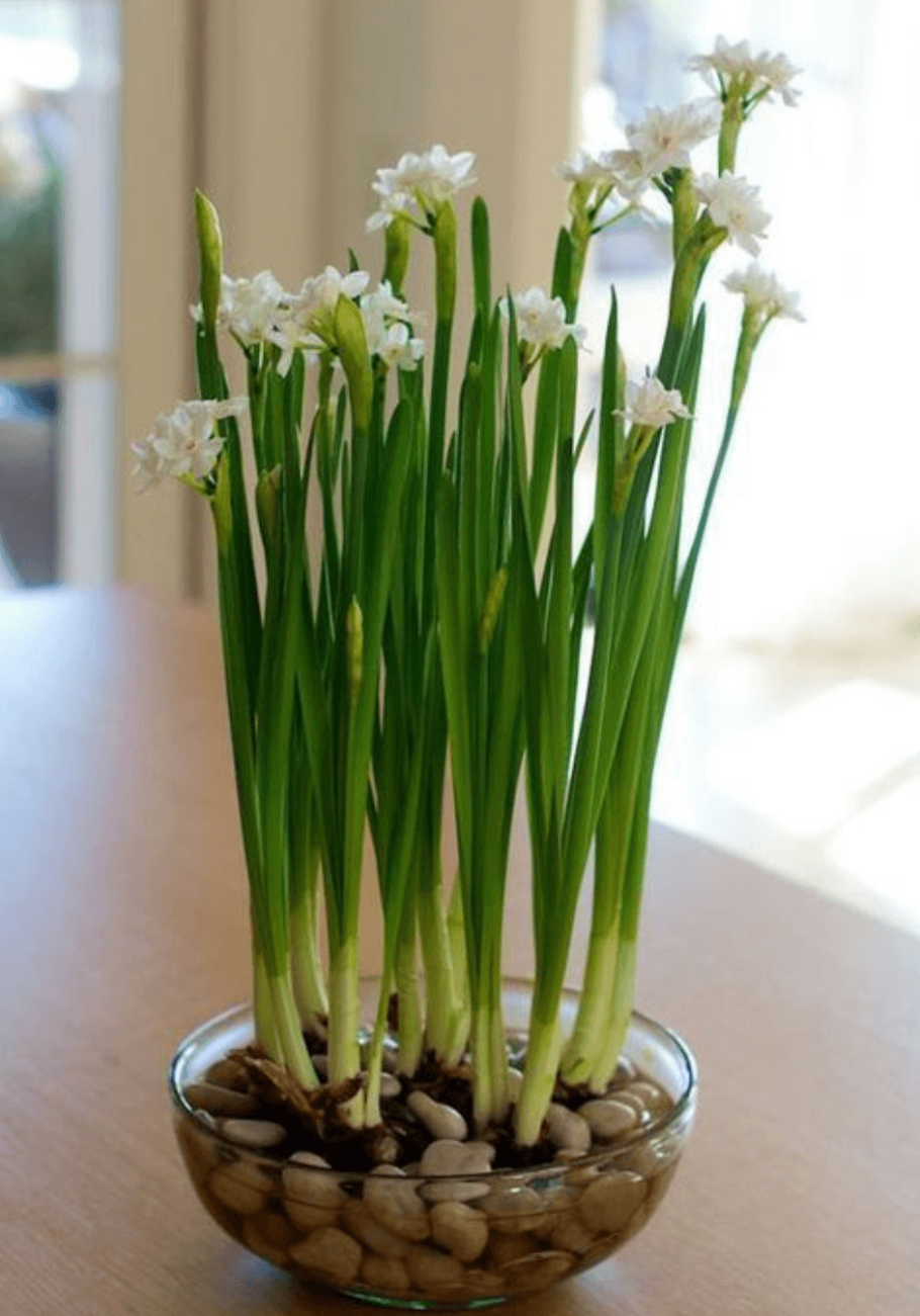 Луковичные цветы