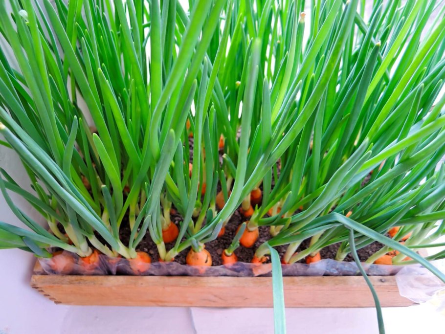 Луковые цветы комнатные