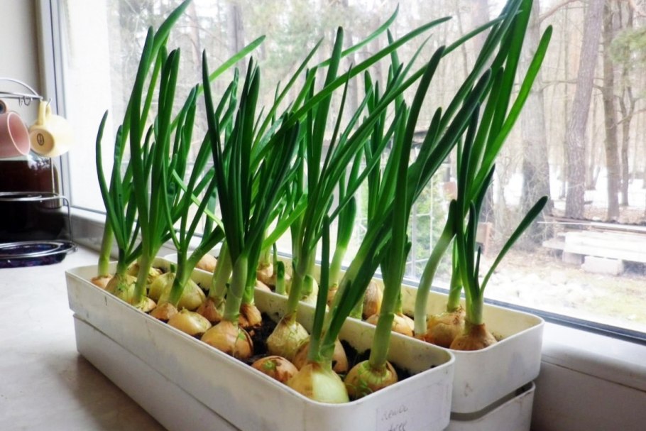 Проращиватель здоровья клад «чудо грядка»