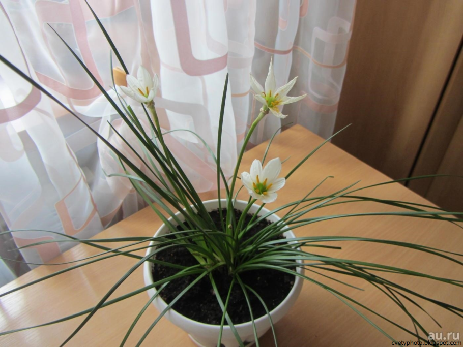 Комнатное растение похожее на лук