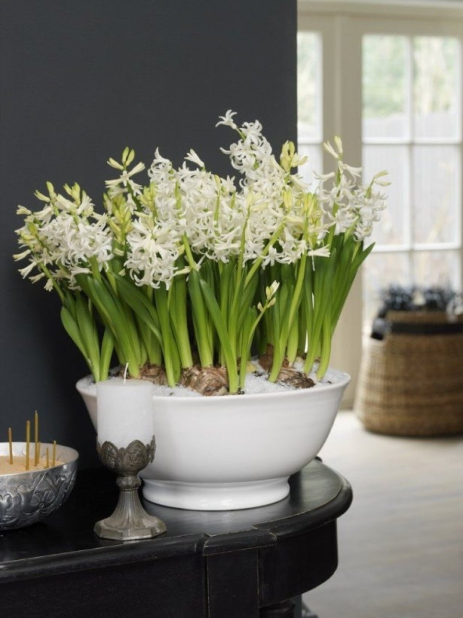 Chinese garlic Chives растение