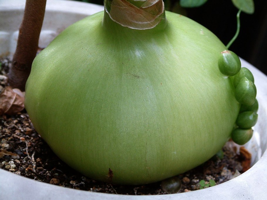 Луковица гиацинта